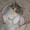 Persian kitten 