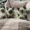 5 Siamese kittens ready for new homes by mid June