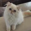 Himalayan (Persian) Male Kitten