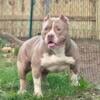 American Bully (Breeding Females)