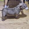 Nano Female American Bully