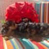 Yorkie puppies 11 weeks