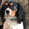 AKC Male Cavalier King Charles Spaniel