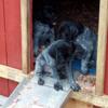 AKC German Short Hair Pointer pups