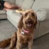 goldendoodle rehoming