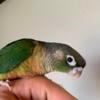 Handfed baby green cheek conures