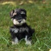 AKC Mini Schnauzer puppies in Indiana