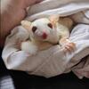 hedgehogs and gliders