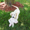 Golden Puppy - Cecily