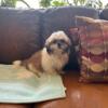 AKC SHIH TZU PUPPIES - PUREBRED - REGISTER