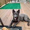 Blue wolfdogs wolf hybrid wolf husky(German Shepherd/low wolf content, Blackfire Blue Bay Shepherd)