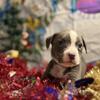 Pit puppies
