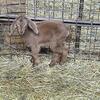 Baby goats