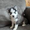Siberian Husky Puppies