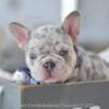 Poetic French Bulldog Rumi lilac & tan merle male puppies