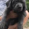 Cane corso puppies blue /blue brindle $1000