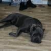 Champion cane Corso available for stud