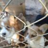 Gorgeous Welsh Corgi Puppies