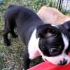 Boston Terrier Male AKC (Viney's)