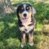 Bernes mountain dog puppiesAKC