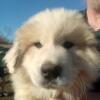 Great Pyrenees Puppies free to a good home.