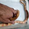 Amelanistic corn snake