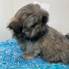 Shih Tzu male