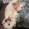 Maltipoo male 2yr not fixed