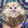 Hedgehogs for sale in KY