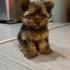 Teacup Yorkies less than 5 lbs