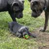 Blue Boy Cane Corso from exceptional bloodline.