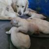 AKC English Cream Golden Retrievers- The Puppies Are Here! Males and Females Available