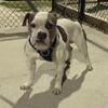 Bully male for sale abkc registered