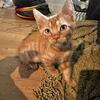 Orange Kittens 2 Boys 2 Girls NO ADOPTION FEE JUST GREAT FAMILY
