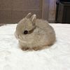 Super Adorable Netherland Dwarf Baby Bunnies Available