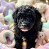 Mini bernedoodles females ready now