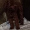  RED Beautiful female Poodle