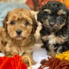 Miniature Poodles male ICA registered