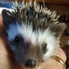 FOR SALE. Cute and adorable Baby hedgehogs.   Going fast.  Great pets!