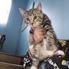 Male kitten 10 weeks old 