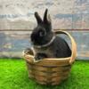 PUREBRED Netherland Dwarf Black Otter Jr. Doe Bunny Rabbit