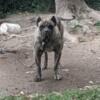 Presa Canario puppies