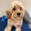 Cavapoo Puppy For Sale with Papers