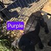 2 Female Lab/GSD puppies