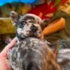 French bulldog puppies /akc /pedigree