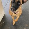 India, 3 year old Belgian Mal/German Shep Mix
