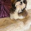 Perfect Shih Tzu puppies