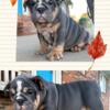 AKC English Bulldog babies! 