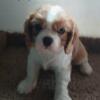 Cavalier king charles puppies