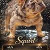 French bulldog stud